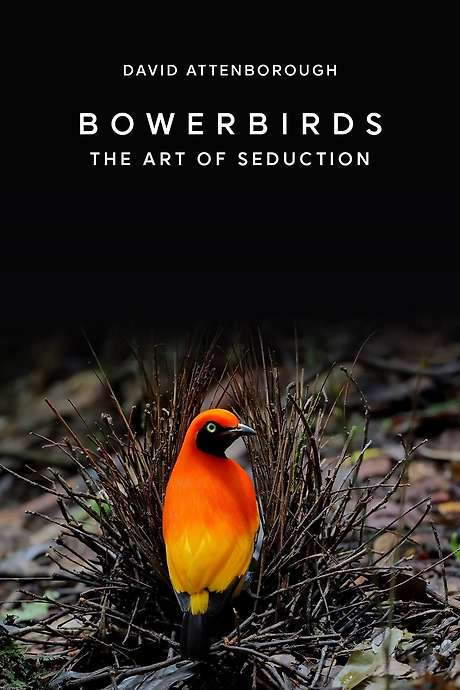 Bowerbirds: The Art of Seduction